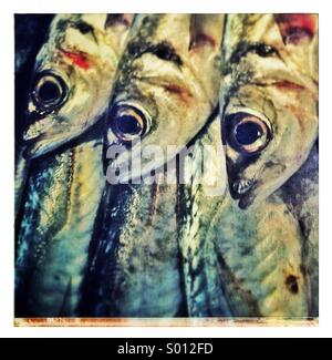Sardines fishes close up Stock Photo