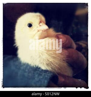 Young woman holding day old chick Stock Photo