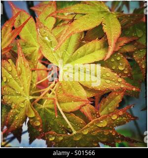 Yellow japanese maple leaves. Acer japonicum leaf Stock Photo