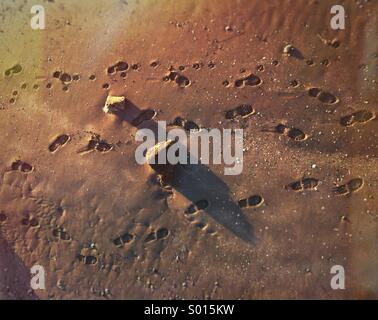 Boot and dog paw prints in the sand lit by the late afternoon sun. Stock Photo