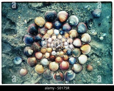 Circles of seashells on sandy beach Stock Photo