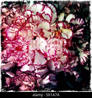 Red and white carnations Stock Photo