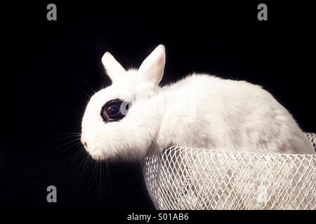 White rabbit in basket Stock Photo