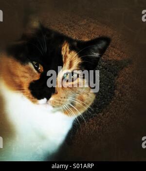 A cute calico cat. Stock Photo