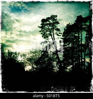 Sillouette of a tall tree against a dramatic sky Stock Photo