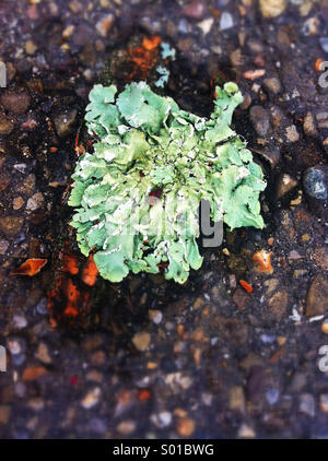 A green mossy growth on an asphalt road Stock Photo