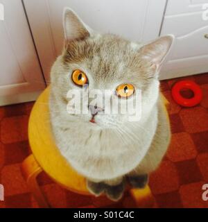 British shorthair cat Stock Photo