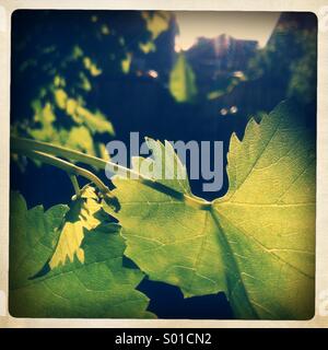 A Grape leaf in the summer sun. Stock Photo