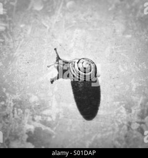 Snail and shadow in black and white Stock Photo