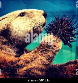 Sea otter eating sea urchin Stock Photo