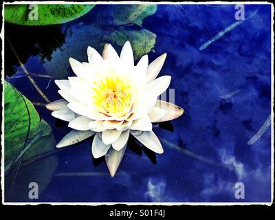 White Water Lily Floating in Blue Water Stock Photo