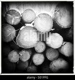 Ends of felled tree trunks in a pile Stock Photo