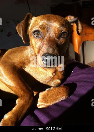 Miniature Pinscher dog. Stock Photo
