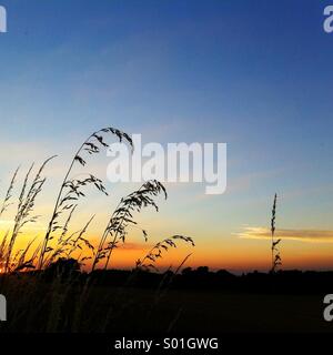 Sunset and grasses Stock Photo