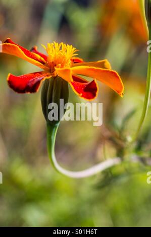 Orange flower Stock Photo