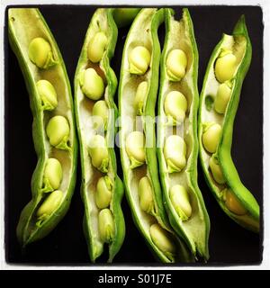 Fresh green Broad beans in pods on black background Stock Photo