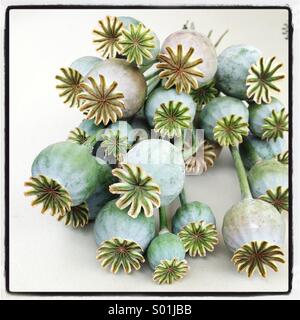 Dusty green poppy seed heads Stock Photo