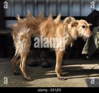 A lurcher dog with long hair formed into spines along its back. Stock Photo
