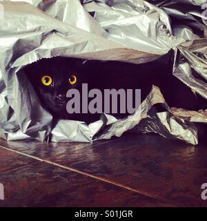 A black cat under wraps of plastic Stock Photo