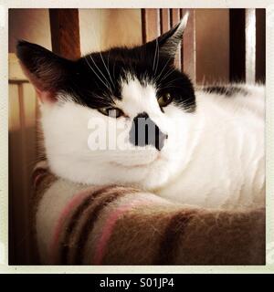 Close up of black and white cat in bed Stock Photo