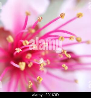 Macro of a pink almond tree flower. Stock Photo