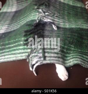 A cat sleeps under a green blanket in Mexico City, Mexico Stock Photo