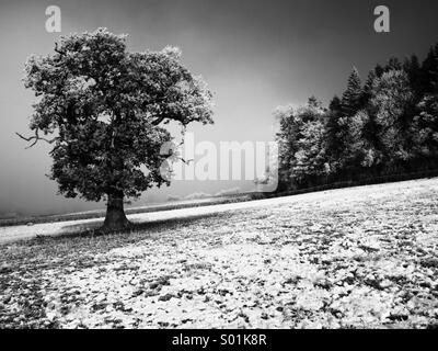 Oak tree in a Winter mist Stock Photo