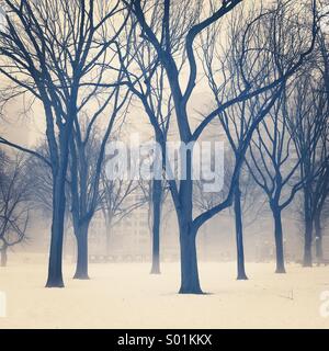 Winter Trees in Central Park, New York,   During the cold winter of 2014 Stock Photo