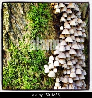 Mossy tree trunk with tower of tiny mushrooms Stock Photo