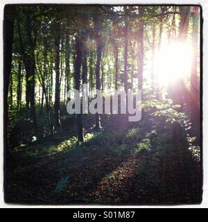 Sunlight through old English woodland Stock Photo