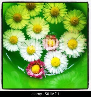 Daisies collected in a cup floating in water Stock Photo