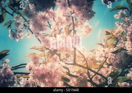 Cherry tree blossoming in springtime with a nostalgic atmosphere Stock Photo
