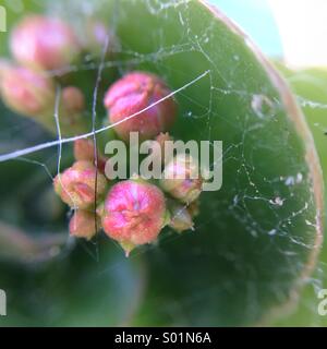 Close up of a plant covered with spider net Stock Photo