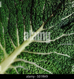 Savoy cabbage leaf Stock Photo