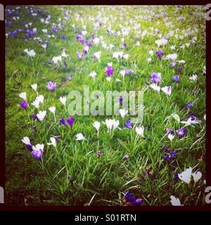 Purple and white crocuses growing in a grassy meadow in Essex, UK Stock Photo