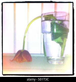 Limp tulip in a glass of water Stock Photo