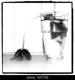Withered tulip in a Glass of water Stock Photo