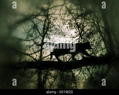 Silhouette of a cat in a tree Stock Photo