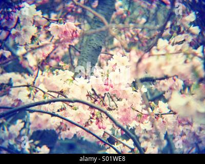 Ornamental cherry tree in blossom, vintage style Stock Photo