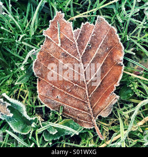 Frosty leaf in winter Stock Photo