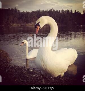 Mute Swans, two, Victoria BC.  Canada Stock Photo