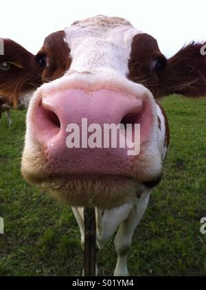 Cow close up and personal Stock Photo