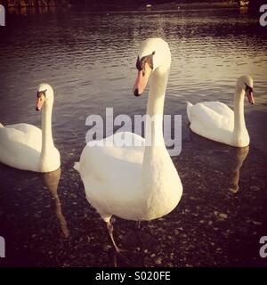 Mute Swans, Victoria, BC. Canada Stock Photo