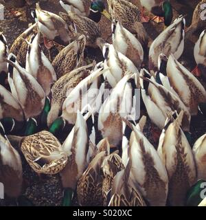 Ducks feeding, Victoria BC. Canada Stock Photo