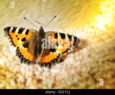 Close up of beautiful tortoise shell top view armature turtle old broke  real texture background Stock Photo - Alamy