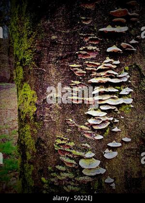 Fungus and moss on tree trunk Stock Photo