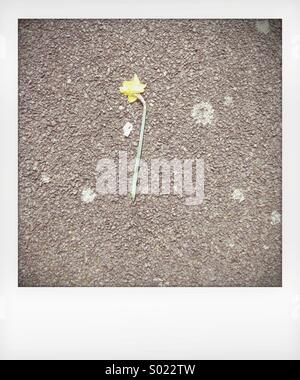 Picked daffodil laying on ground Stock Photo