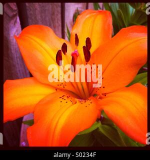Orange lily, picture taken from my garden Stock Photo