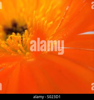 Lateral macro view of an orange flower Stock Photo