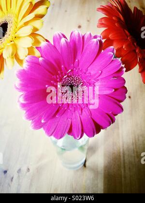 Cheerful flowers in vase Stock Photo